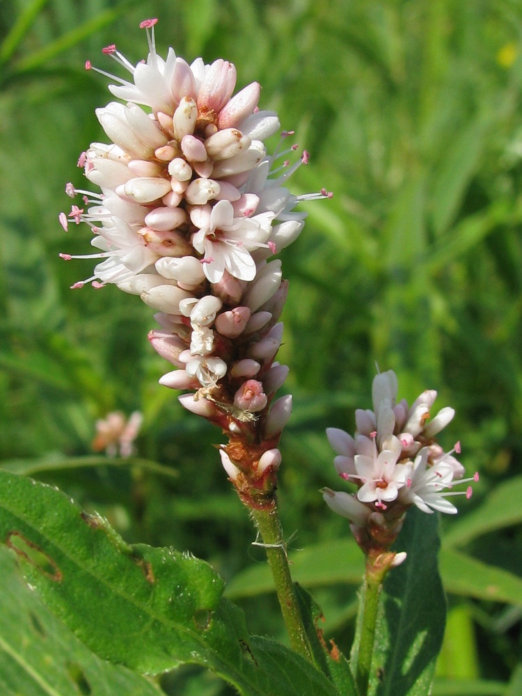 Изображение особи Persicaria amphibia.