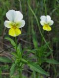 Viola matutina