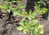 Potentilla norvegica. Цветущее растение. Якутия, г. Нерюнгри. 24.07.2012.