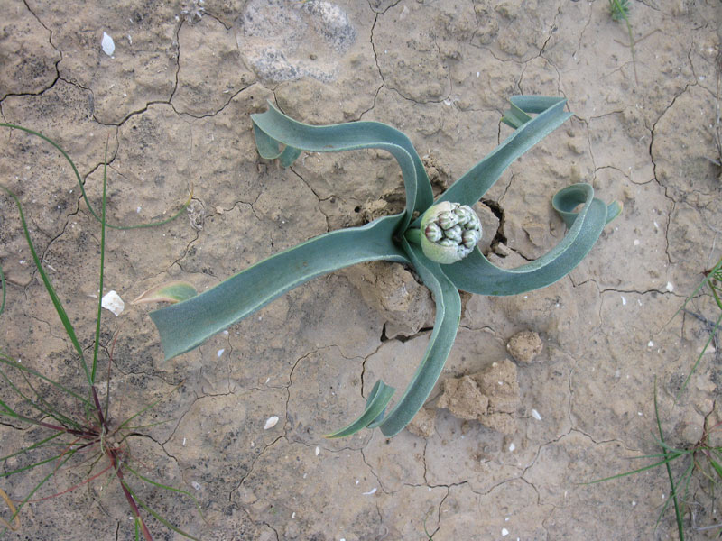 Image of Allium rothii specimen.