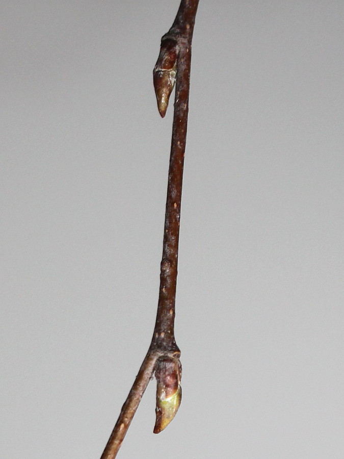 Изображение особи Betula pendula.