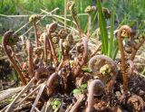 род Athyrium