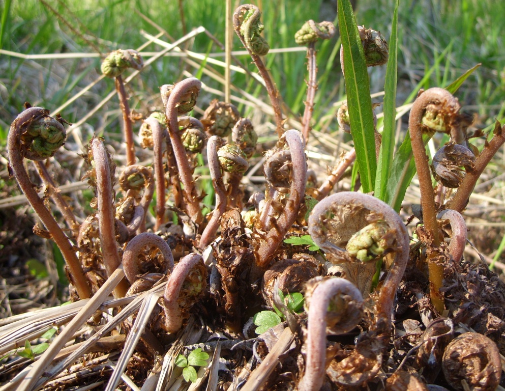 Изображение особи род Athyrium.