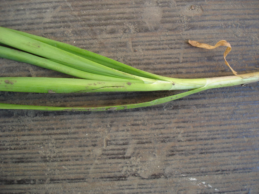 Image of Allium ramosum specimen.