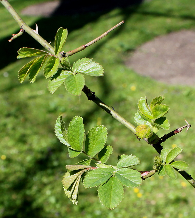 Изображение особи Rosa chinensis.