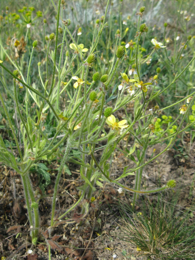 Изображение особи Ranunculus oxyspermus.