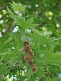 Platanus orientalis. Верхушка ветви с прошлогодними соплодиями. Нагорный Карабах, Мартунинский р-н, окр. дер. Схторашен. 06.05.2013.