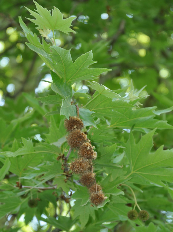 Изображение особи Platanus orientalis.