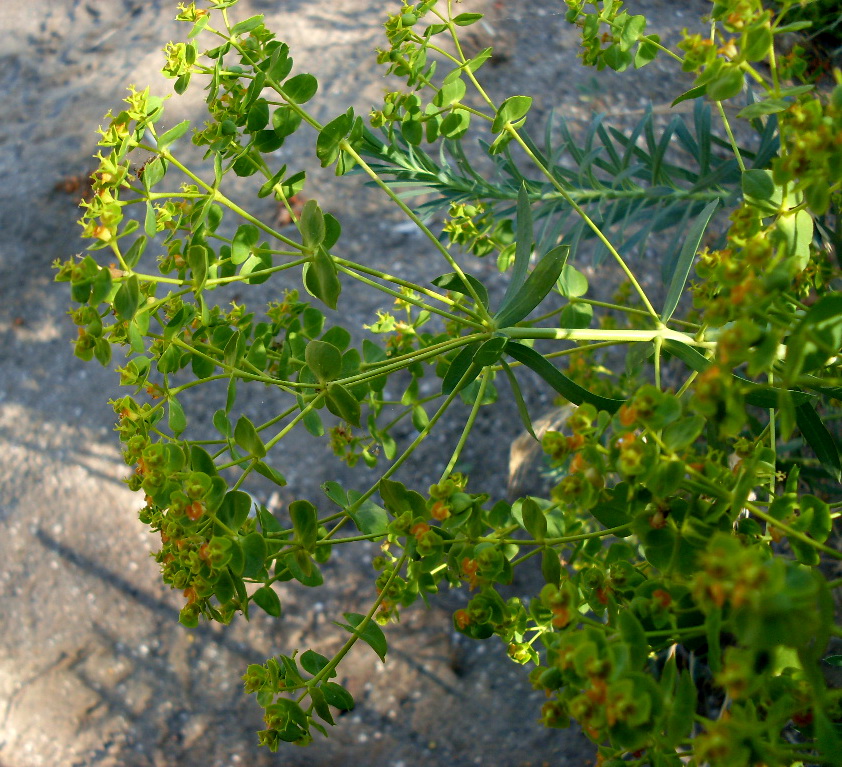 Изображение особи Euphorbia seguieriana.