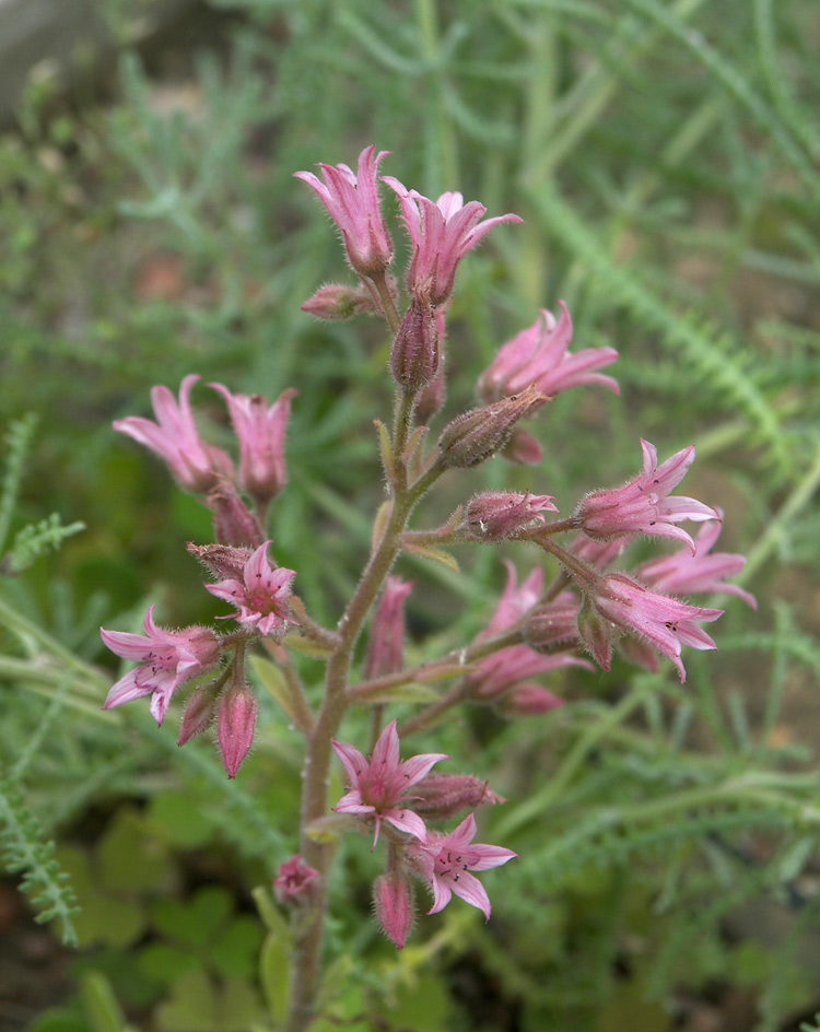 Image of Rosularia sempervivum specimen.