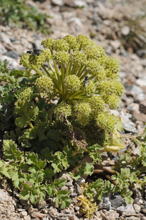 Изображение особи Archangelica brevicaulis.