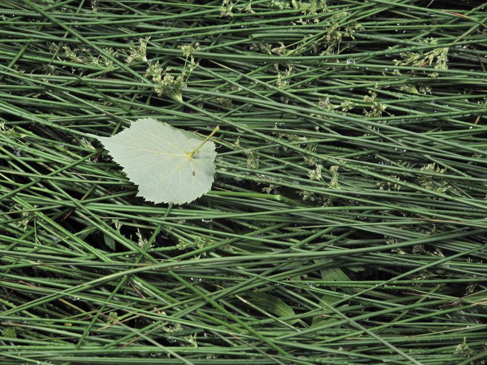 Изображение особи Juncus haenkei.