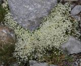 Galium anisophyllon