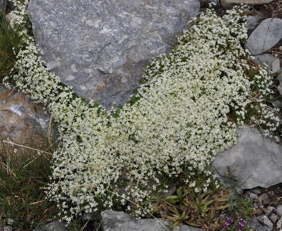 Изображение особи Galium anisophyllon.