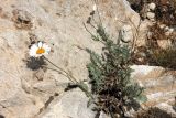 Richteria pyrethroides