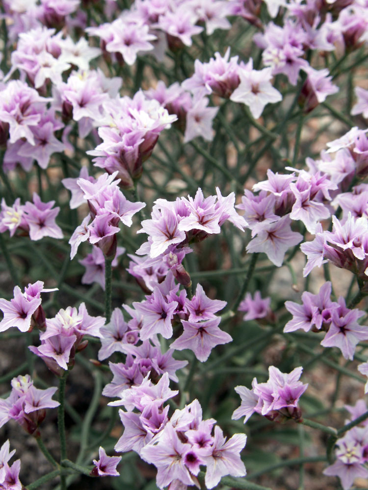 Изображение особи Limonium hoeltzeri.