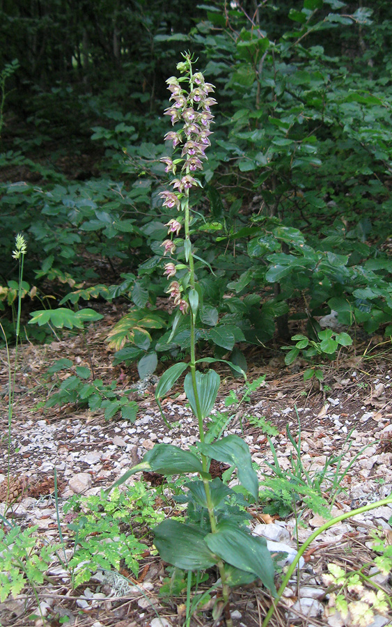 Image of Epipactis helleborine specimen.