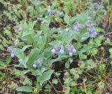 Mertensia pubescens. Цветущие растения. Камчатский край, Ключевская группа вулканов, окрестности перевала Толбачинский. 22.07.2013.