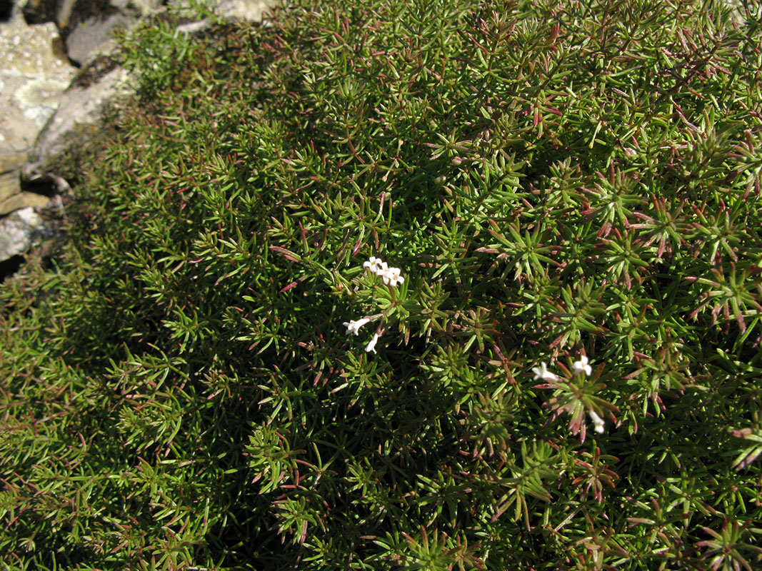 Image of Asperula cretacea specimen.