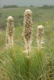 Asphodeline taurica