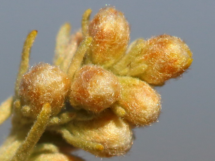 Image of Artemisia austriaca specimen.