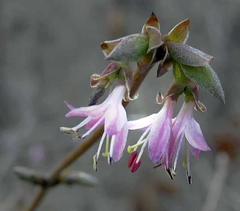 Image of Lonicera praeflorens specimen.