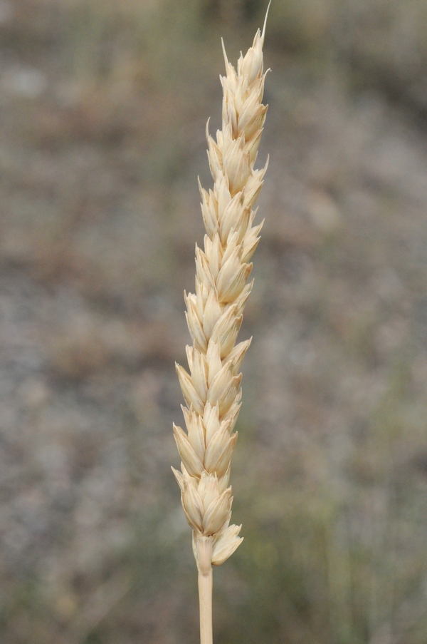 Image of Triticum aestivum specimen.