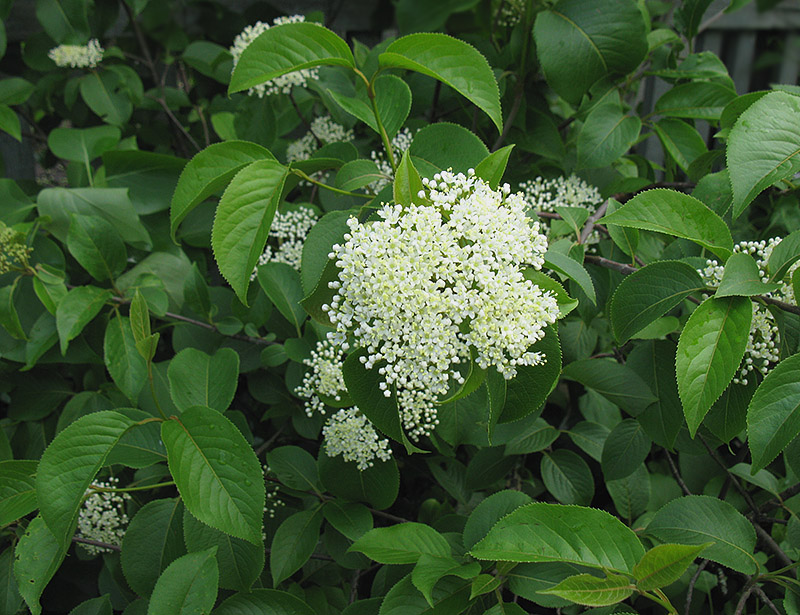 Image of Viburnum lentago specimen.