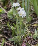 Eritrichium villosum. Цветущее растение (Eritrichium tianschanicum Iljin ex Popov). Казахстан, Заилийский Алатау, перевал Талгар, 3200 м н.у.м. 30.06.2013.