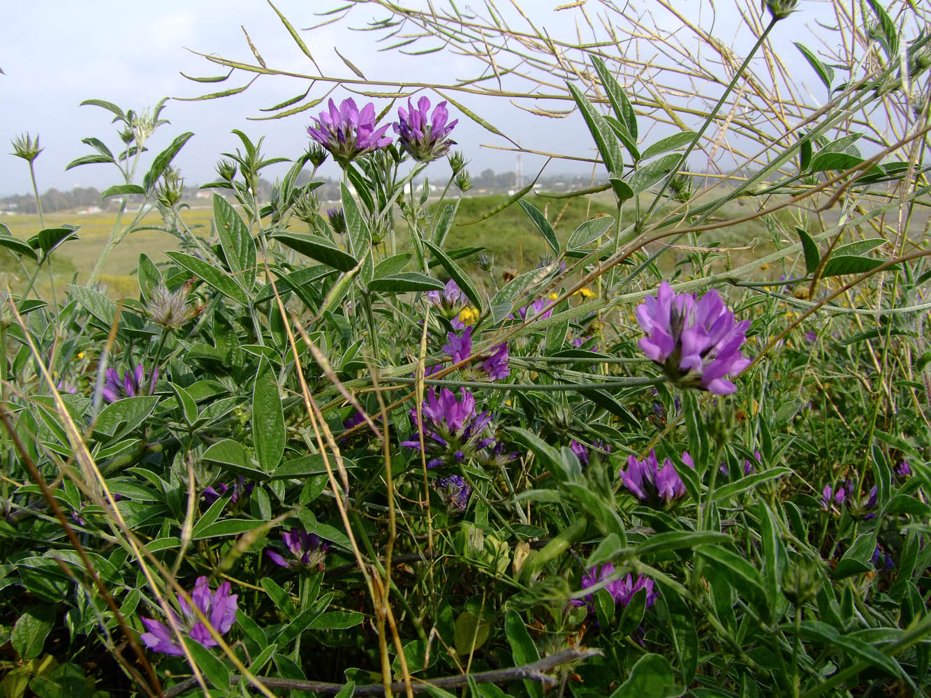 Изображение особи Psoralea bituminosa.