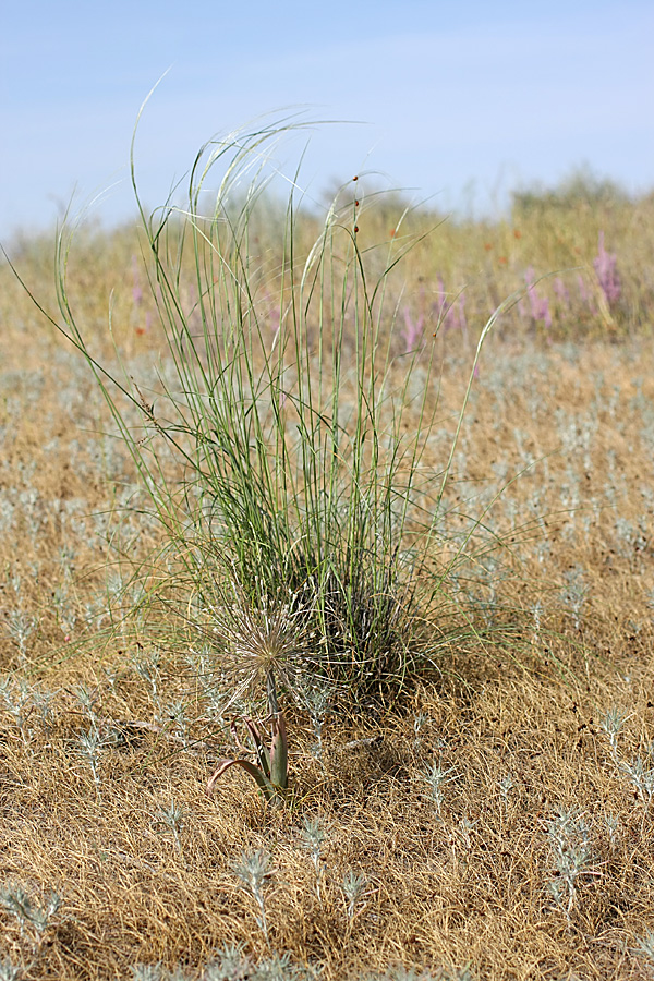 Изображение особи род Stipa.