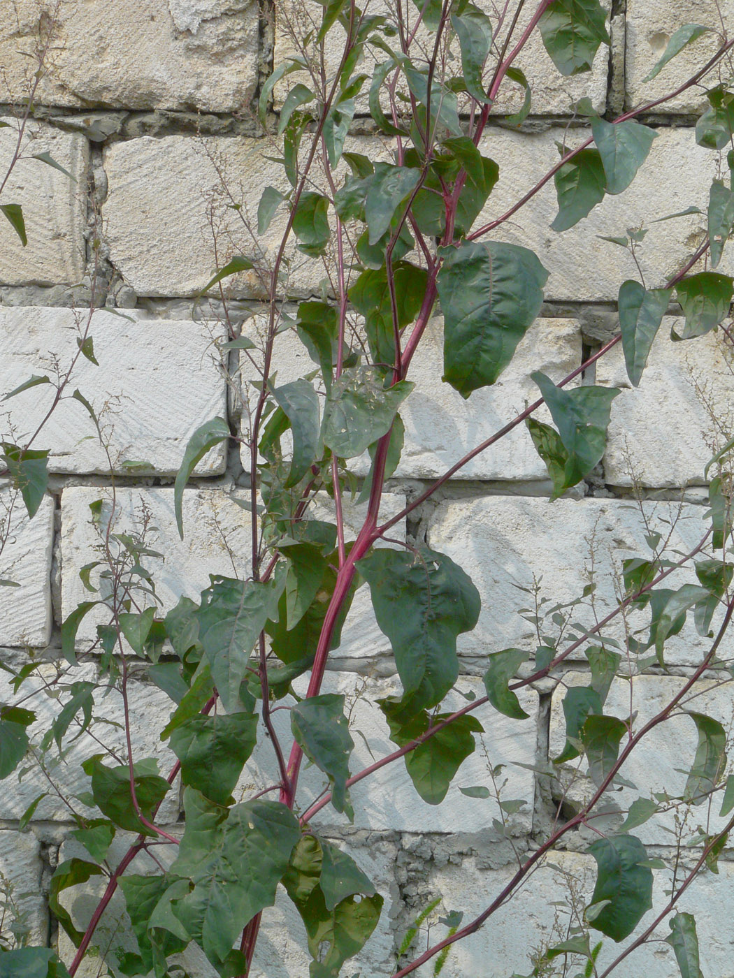 Image of Atriplex hortensis specimen.