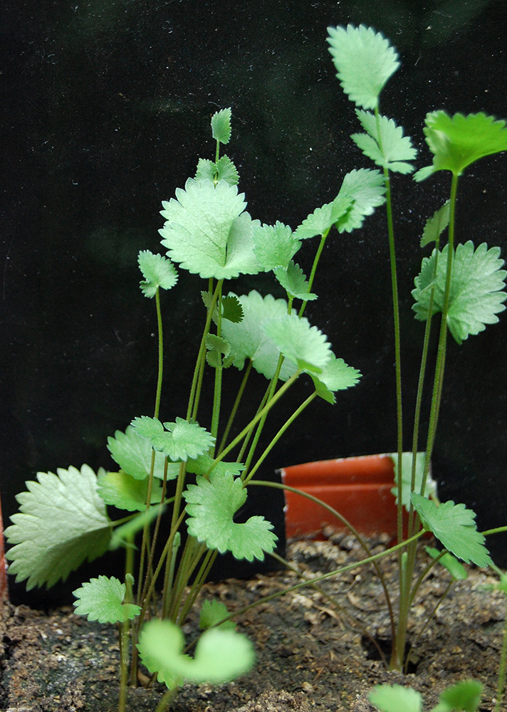 Image of Pimpinella anisum specimen.