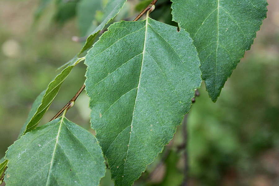 Изображение особи Betula dauurica.