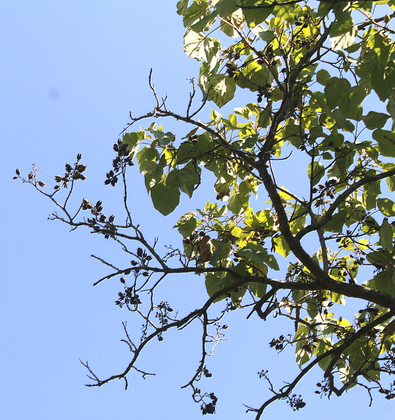 Изображение особи Paulownia fargesii.