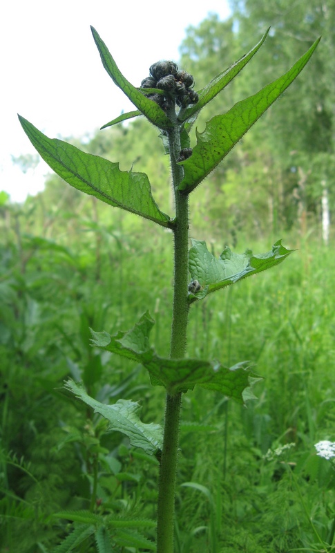 Изображение особи Crepis sibirica.