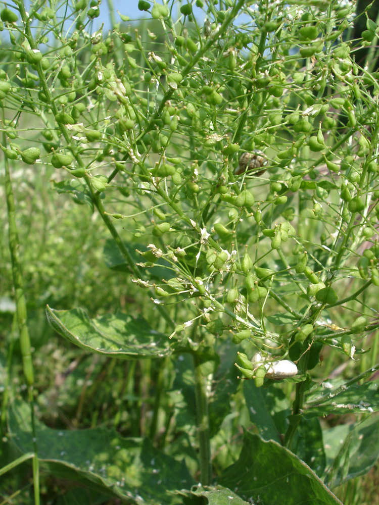 Image of Cardaria draba specimen.