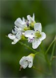 Cardamine amara. Часть соцветия. Ленинградская обл., Кингисеппский р-н, окр. оз. Глубокое. 26.05.2013.