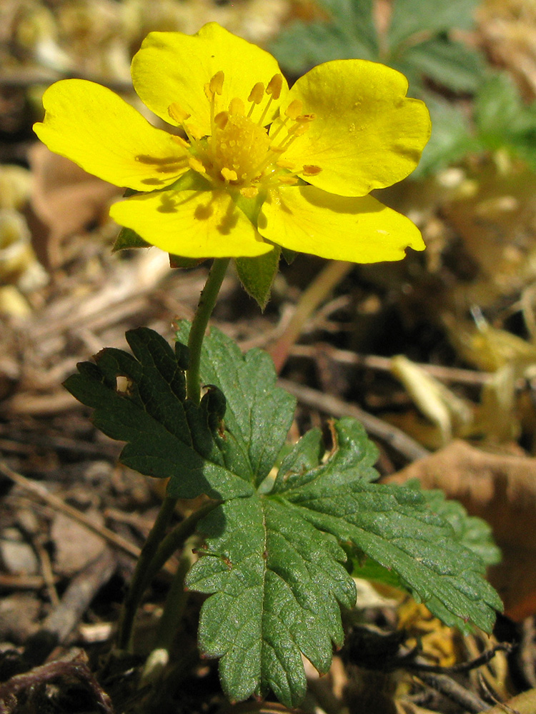 Изображение особи Potentilla reptans.