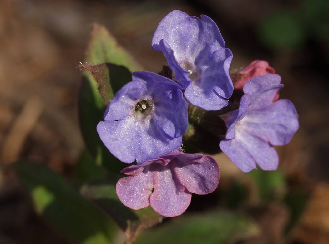 Image of Pulmonaria obscura specimen.