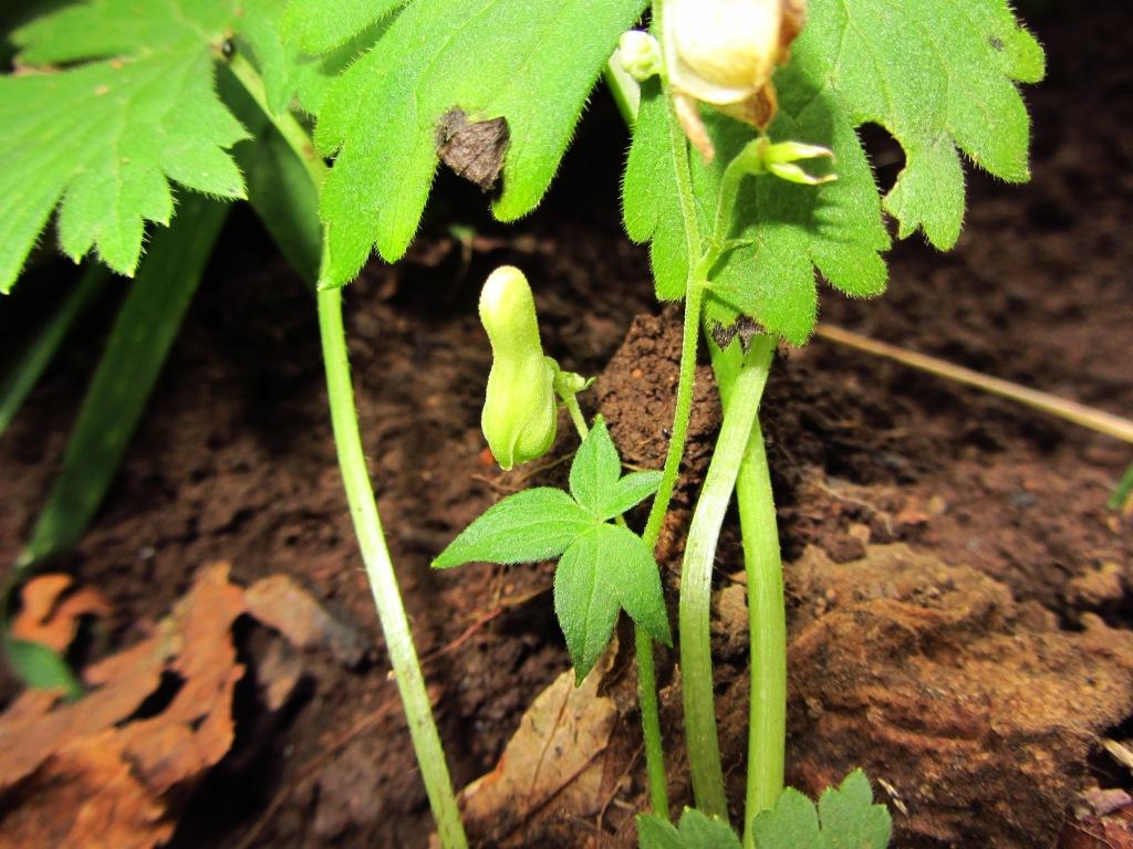 Image of Aconitum ajanense specimen.
