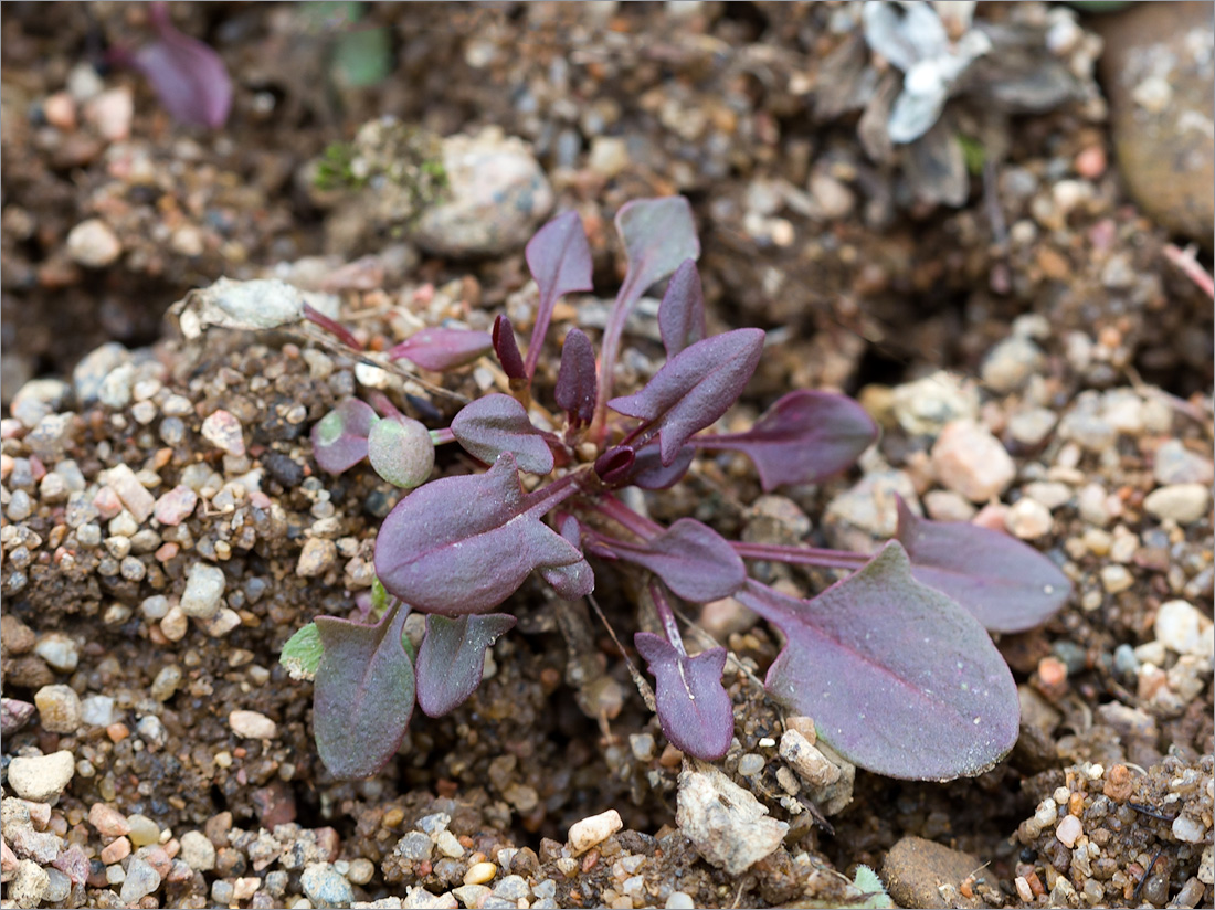 Image of Rumex acetosella specimen.