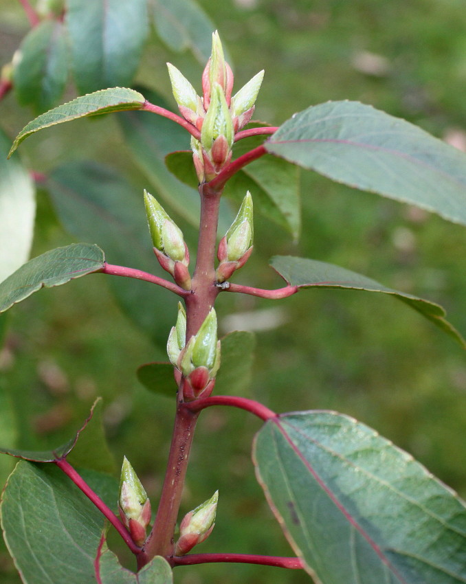 Изображение особи Aristotelia chilensis.