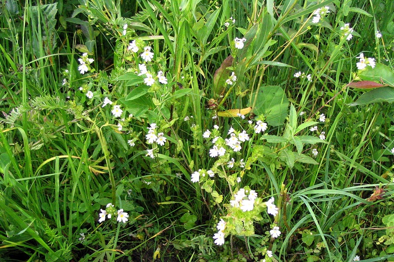 Изображение особи Euphrasia rostkoviana.