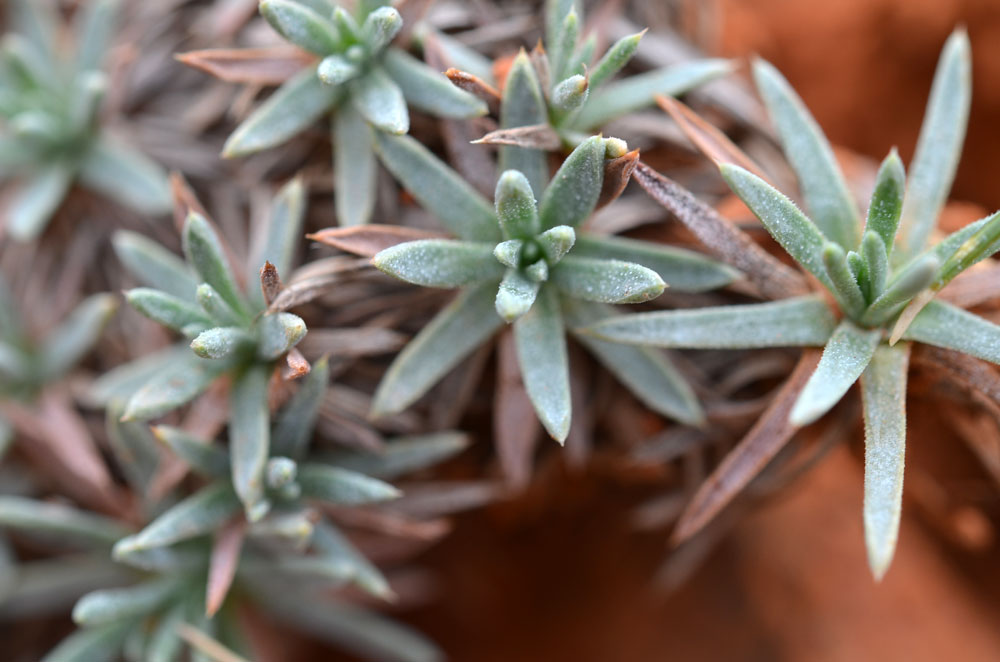 Image of Acantholimon compactum specimen.