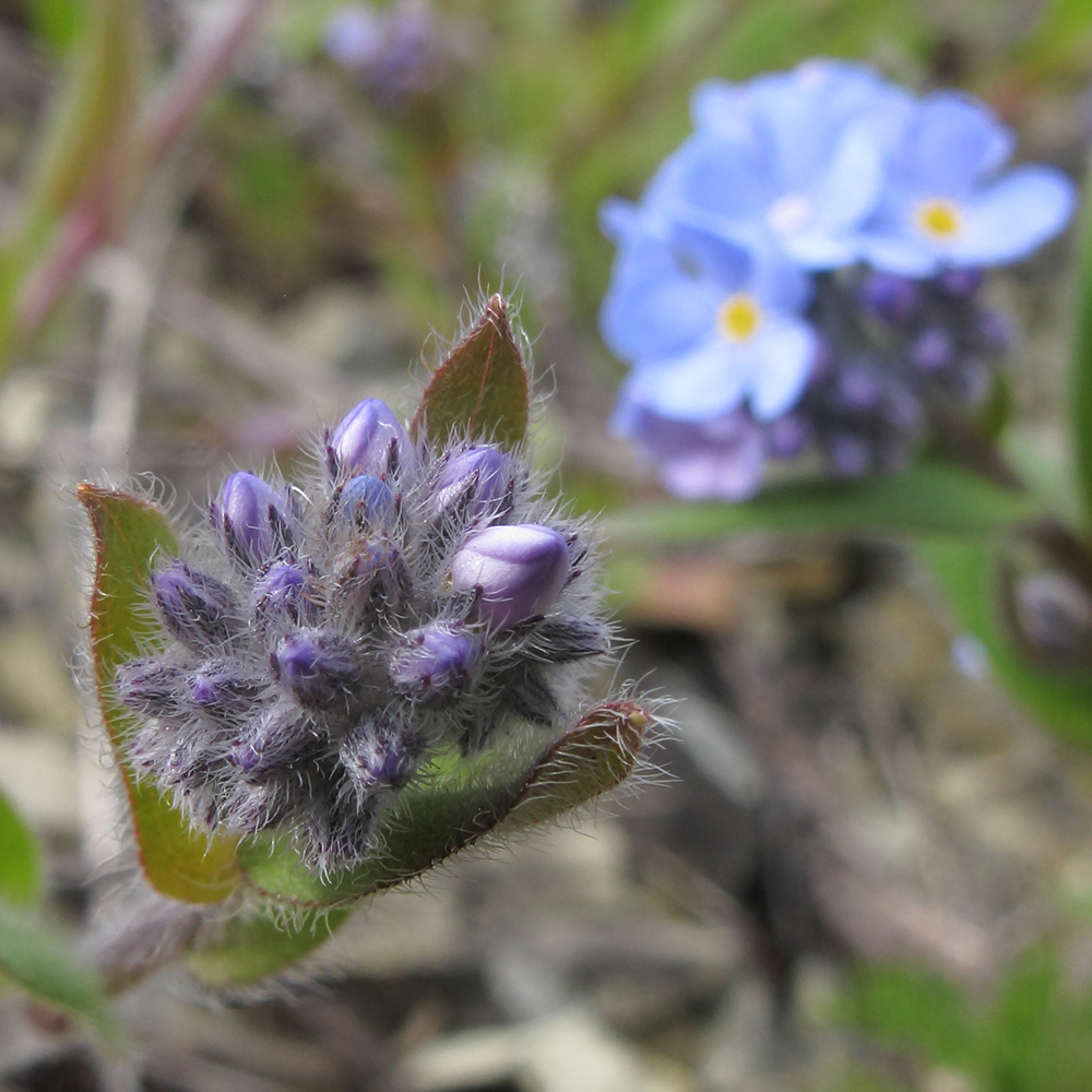 Image of Myosotis lithospermifolia specimen.