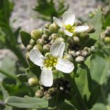 Crambe maritima. Цветок. Краснодарский край, г. Новороссийск, морской берег, на галечном пляже. 06.04.2014.