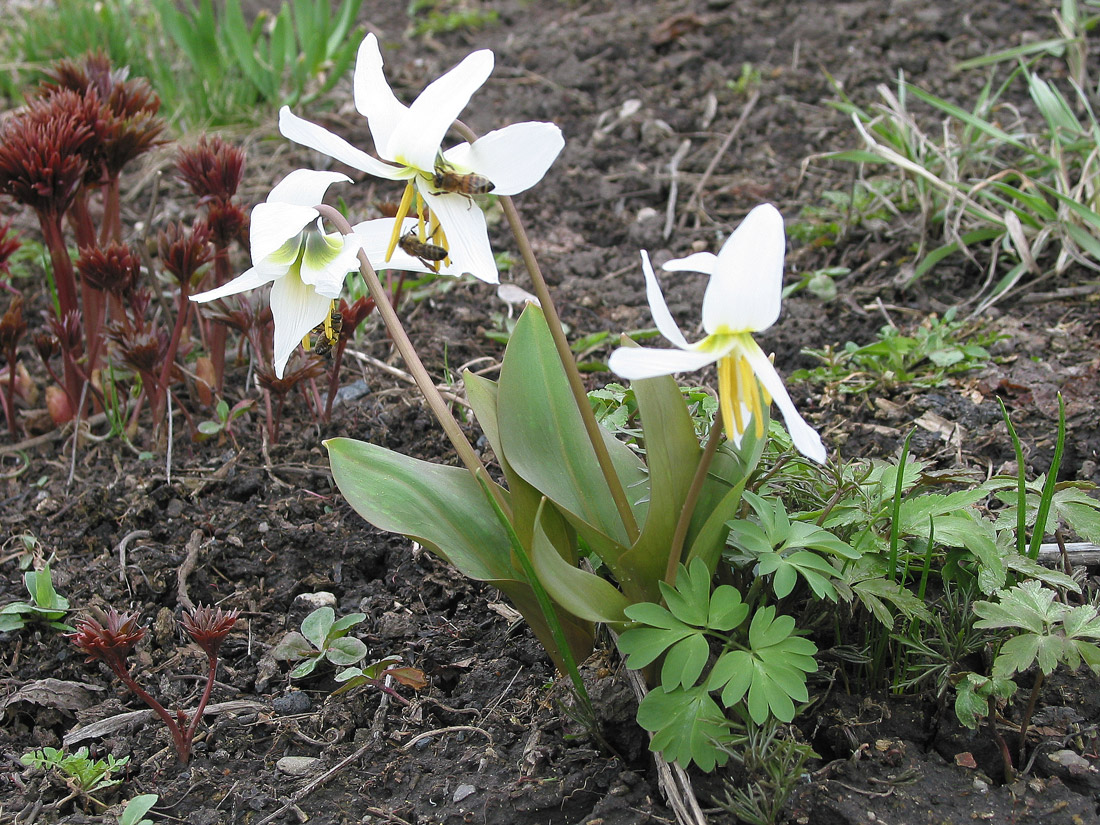 Изображение особи Erythronium krylovii.