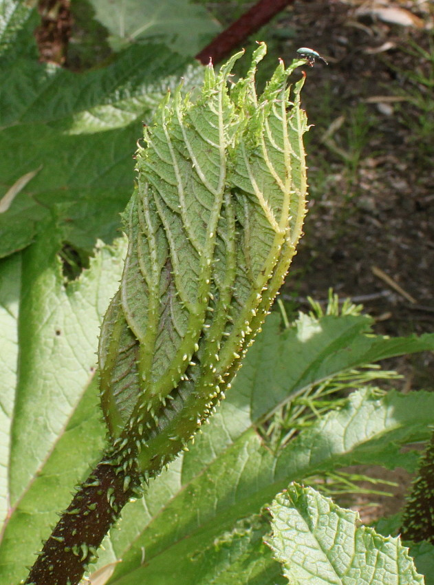 Изображение особи Gunnera tinctoria.