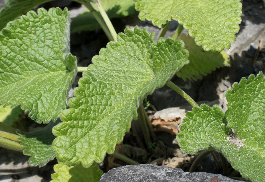 Image of Betonica macrantha specimen.